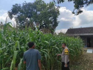 Bhabinkamtibmas Polsek Bubulan Sambangi Petani Jagung