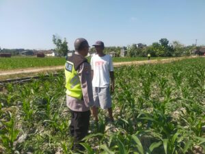Polsek Ngraho Intensifkan Pendampingan Petani Jagung untuk Perkuat Ketahanan Pangan